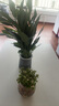 【熱銷(xiāo)款】白掌一帆風(fēng)順盆栽水培植物室內花綠植紅掌發(fā)財樹(shù)吸甲醛 特級白掌帶花+繁星自吸盆 曬單實(shí)拍圖