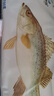 仙泉湖冷凍三去白蕉海鱸魚(yú)700g/袋生鮮水產(chǎn)食材(350g*2條) 中秋生鮮食材 曬單實(shí)拍圖