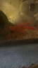 噢水噢鰲蝦觀賞蝦魚(yú)缸淡水寵物大型水族活體蝦龍紋天空藍(lán)魔紅白藍(lán)小鰲蝦 紅螯蝦5-6厘米1對(duì) 曬單實(shí)拍圖