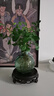 佰花錦水培植物室內(nèi)花卉綠植盆栽辦公室四季常青好養(yǎng)活桌面盆景懶人首選 水培小玻璃瓶+袖珍椰子+圓形底座 整體高度約10-20cm/不同植物高度不同 曬單實拍圖