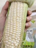 桃西村漳州北海道牛奶水果玉米【順豐】新鮮即食爆漿冰糖白甜玉米水果 4斤 單果220g/根 | 獨立包裝 曬單實(shí)拍圖