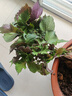 雙面紫色紫蘇葉可食用盆栽種植苗紫蘇秧苗陽臺四季庭院紫蘇蔬菜 紫蘇秧苗 12顆送1肥料 曬單實拍圖