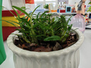米之緣正宗霍山米斛苗石斛苗三年苗一叢十幾頭超鐵皮石斛鮮條做楓斗矮胖多肉綠植花卉蘭花盆栽 曬單實(shí)拍圖