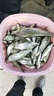 魚(yú)誘超強(qiáng)誘魚(yú)粉釣魚(yú)小藥誘食添加劑一粒爆餌料黑坑野釣專用鯉鯽草鳊魚(yú) 紅色【野釣專用】 1瓶【內(nèi)含30?！?曬單實(shí)拍圖