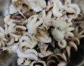 美加佳 三去迷你章魚仔 凈重1斤 火鍋八爪魚 去牙去臟小章魚 海鮮水產(chǎn) 曬單實拍圖