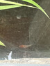 招財如意精品錦鯉魚冷水魚觀賞魚寵物魚活物好養(yǎng)耐活魚純種大魚風(fēng)水魚金魚 10條多種顏色組合（活動倒計時） 8-10厘米（發(fā)前測量過） 曬單實拍圖
