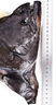 賣(mài)魚(yú)七郎 格陵蘭超大鰈魚(yú)頭1.5斤 深海鴉片魚(yú)頭比目魚(yú)頭海鮮水產(chǎn)魚(yú)類(lèi) 曬單實(shí)拍圖