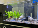 森森（SUNSUN）原生態(tài)溪流缸魚缸造景家用原生缸客廳超白玻璃底濾魚缸包安裝 靜謐黑-專業(yè)款 升級(jí)底濾（雙重滴濾盒） 0.8米長47.6cm寬40cm缸高+85cm柜高 曬單實(shí)拍圖