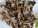 北京同仁堂草石蠶500g克地蠶中藥材土冬蟲草白蟲草澤蘭根地參云南野生蟲草參 白蟲草500克（新貨大條） 曬單實(shí)拍圖