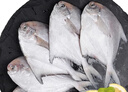 純色本味 冷凍舟山白鯧魚 800g 銀鯧魚 8-12條  地標(biāo)產(chǎn)品 平魚 生鮮魚類 曬單實(shí)拍圖
