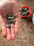 碧玉蓮大顆群生多肉植物鹿角海棠室內辦公陽(yáng)臺花卉老樁盆栽綠植 畢玉蓮30-40葉【1顆】 曬單實(shí)拍圖