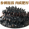 三只海豚干海參 大連海參干貨淡干遼參刺海參國標高泡發(fā)海產(chǎn)13-16只/50g 曬單實拍圖