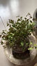 佰花錦小葉赤楠帶花盆植物辦公室內四季常青客廳綠植盆栽茶臺桌面擺件 小葉赤楠+甜甜圈樹(shù)脂盆+黃沙 10-20cm 曬單實(shí)拍圖