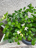 九里香盆栽茉莉花綠植室內驅蚊四季開(kāi)花帶花苞七里香水培盆景植物 高約40cm精品獨干九里香6年苗（原土球） 九里香 曬單實(shí)拍圖