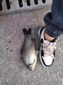 云飛魚無結(jié)主線線組套裝釣魚線主線成品綁好黑坑大物鰱鳙主線組配件漁具 3.9米八字環(huán)款4卷【拉力提升】 2.0號 曬單實(shí)拍圖