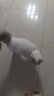 【小鴿到家_2小時(shí)日常保潔服務(wù)】家政保潔服務(wù)全國上門(mén)服務(wù) 家庭深度保潔清潔擦玻璃窗鐘點(diǎn)工家政阿姨打掃 日常保潔2小時(shí)（需預約） 曬單實(shí)拍圖