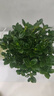 四季常青金魚(yú)花吊蘭盆栽室內綠植花卉多肉植物發(fā)財樹(shù)好養易活客廳 金魚(yú)吊蘭【整盆20-30顆】原盆土 曬單實(shí)拍圖