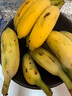高山精品甜蕉現摘新鮮水果香蕉孕婦寶寶輔食搭配丫丫生鮮特產(chǎn) 2斤帶箱裝【青蕉發(fā)貨】 曬單實(shí)拍圖