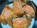 【活蟹】陽澄姑娘大閘蟹 現(xiàn)貨鮮活大螃蟹公母蟹 海鮮水產(chǎn)生鮮禮盒 公蟹5.0-5.3兩母蟹4.0-4.3兩 5對10只裝 曬單實(shí)拍圖