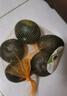 家美舒達 山東 貝貝南瓜 板栗小南瓜 3斤（品種：明博） 新鮮蔬菜 曬單實拍圖