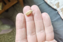 洽洽原香瓜子350g原香葵花籽宿舍網(wǎng)紅休閑零食小吃炒貨大包裝 曬單實(shí)拍圖