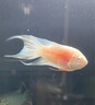 中國斗魚(yú)觀(guān)賞斗魚(yú)活體耐養好養奧火冷水魚(yú)好養耐活天使魚(yú)孔雀魚(yú) 澳火魚(yú)苗4-5公分2條 曬單實(shí)拍圖