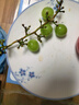 集南鮮  四川陽光玫瑰葡萄 新鮮香印青提子 JD快遞現(xiàn)摘直發(fā)生鮮水果禮盒 含箱5斤彩箱（單果8-12g）凈重4斤 曬單實拍圖