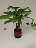 發(fā)財(cái)樹(shù)盆栽室內(nèi)植物客廳吸甲醛好養(yǎng)小盆景四季常青辦公室花卉綠植 3桿發(fā)財(cái)樹(shù)+高端財(cái)字盆+肥料【高20-25cm】 曬單實(shí)拍圖