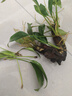 【京東物流】水草套餐 好養(yǎng)耐活真水草植物綠菊大葉綠九冠魚缸 三頭丹麥榕沉木 曬單實拍圖