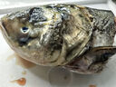 跑山密水農(nóng)家【冰鮮】水庫胖頭魚魚頭1.5斤 活魚現(xiàn)殺 燒烤 寶寶食材源頭直發(fā) 曬單實(shí)拍圖