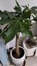 發(fā)財樹(shù)大型綠植室內客廳花卉大盆栽落地辦公室擺件陽(yáng)臺放輕松植物 【獨桿】1-1.2m 原盆 曬單實(shí)拍圖