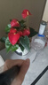 水培紅掌盆栽帶花一帆風(fēng)順花卉植物室內(nèi)好養(yǎng)綠植鴻運(yùn)當(dāng)頭四季開(kāi)花 【爆款新品】特級(jí)紅掌（灰色繁星盆） 曬單實(shí)拍圖