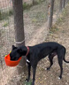 倍她寵格力靈緹犬專用大顆粒肉球狗糧中大型犬成犬幼犬糧補(bǔ)鈣壯骨細(xì)狗糧 大顆粒（適用犬齡六個(gè)月以上） 高蛋白肉球糧10斤 全犬期 格力靈緹惠比特細(xì)狗 曬單實(shí)拍圖