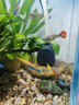 首力魚(yú)缸潛水泵過(guò)濾器循環(huán)造浪增氧泵水族箱小型抽水泵魚(yú)缸家用換水器 曬單實(shí)拍圖