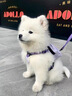 純種薩摩耶幼犬寵物微笑天使健康熊版狼版健康薩摩耶狗狗活體 寵物級 公 曬單實(shí)拍圖