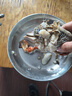 【銷(xiāo)量60W+只】舟山超大梭子蟹鮮蟹活凍大螃蟹生鮮飛蟹大肉蟹 4斤6-8只 曬單實(shí)拍圖