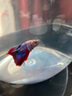 【泰國(guó)進(jìn)口精品斗魚(yú)】觀賞魚(yú)苗金魚(yú)熱帶好養(yǎng)耐活體淡水半月婚紗魚(yú) S級(jí)*蠟彩公下單送魚(yú)食 曬單實(shí)拍圖