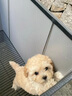 泰迪幼犬純種灰泰迪貴賓犬茶杯犬長(zhǎng)不大小體狗小型犬活體狗寵物狗 寵物級(jí) 香檳泰迪 公 曬單實(shí)拍圖