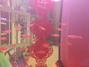 黑尾大勾黑尾旗熱帶魚觀賞魚草缸群游魚小型魚活體魚包活黑尾燈魚 3-4cm黑尾大勾20條含4條備損 曬單實拍圖