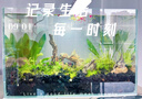 金晶超白魚缸客廳桌面小魚缸玻璃草缸龜缸懶人家用生態(tài)造景水族箱 長(zhǎng)35CM寬21CM高23CM（厚度5MM） 金晶超白魚缸裸缸 曬單實(shí)拍圖