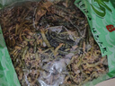 海帶芽頭霞浦海帶苗海帶頭霞浦特產(chǎn)鹽漬海帶芽頭涼拌海帶芽頭 脆爽海帶芽頭500g/袋*1 曬單實拍圖