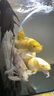 客廳家用中小型魚缸帶過濾超白玻璃金魚缸底濾一體溪流缸水族箱 60厘米底濾一體溪流缸+濾材+底吸泵+架燈 曬單實拍圖