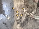 曼舒愛足金999黃金 金豆子1克小金豆投資金豆豆1g金條金粒軟金收藏送禮 金豆豆 5g（帶證書+攢金瓶） 曬單實拍圖