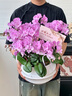 Only you【兩小時(shí)達(dá)】蝴蝶蘭帶花苞花劍花盆真花蘭花盆栽開(kāi)業(yè)喬遷佛堂供花 10株混搭（瓷盆隨機(jī)） 曬單實(shí)拍圖