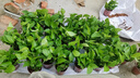 綠有意綠蘿盆栽除甲醛室內(nèi)好養(yǎng)花卉植物綠蘿批發(fā)辦公室新房裝修凈化空氣 110#原盆儲(chǔ)水盆10盆裝+4肥 帶盆帶土發(fā)貨 曬單實(shí)拍圖