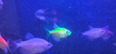 【順豐快速發(fā)貨】3-5CM彩色天使魚 群游觀賞魚淡水活體小型魚好養(yǎng) 10條（紅黃白綠紫）含2條備損 下單送飼料丨順豐包郵發(fā)貨 曬單實(shí)拍圖