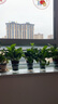 雙盟綠蘿盆栽除甲醛花卉綠植辦公室新房?jì)艋諝?120款10盆源頭直發(fā) 曬單實(shí)拍圖