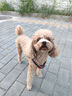 HELLOJOY狗狗零食寵物泰迪金毛幼犬成犬訓(xùn)練獎(jiǎng)勵(lì) 營養(yǎng)牛肉粒2.7斤 曬單實(shí)拍圖