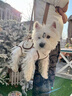 曇蓓漫狗包寵物背帶包外出狗狗背帶中小型犬背狗神器胸前背包貓咪攜帶包 多功能寵物外帶包 M碼（適合8-13斤寵物） 透氣舒適丨不悶毛皮 曬單實(shí)拍圖
