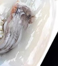 一蝦一世界新鮮冷凍大號三去魷魚系列 生鮮火鍋燒烤食材海鮮水產(chǎn) 三去大魷魚 5斤(凈重)  【免處理】 曬單實拍圖